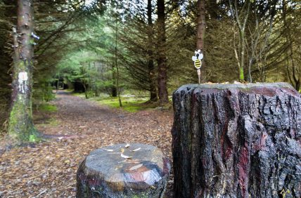 Forest Trail at Lough Boora Discovery Park